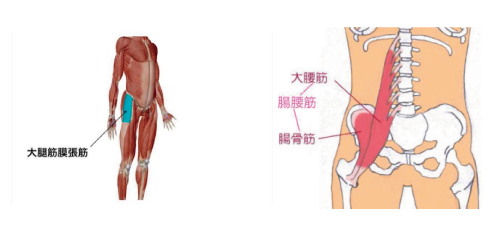 姿勢を安定させる…大腿筋膜張筋・腸腰筋・体幹